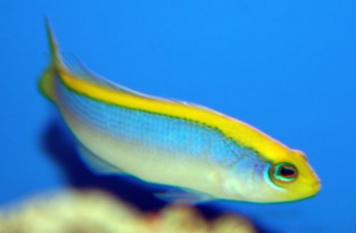 PSEUDOCHROMIS FLAVIVERTEX